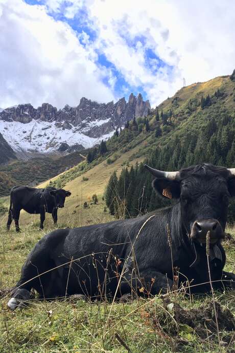 Pastoralisme et réserve naturelle