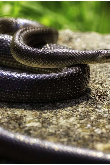 Maison du Marais open to the general public: Mon amie la couleuvre (My friend the snake)