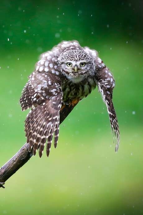 Festival Picture For Nature 2026