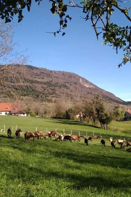 COMPLET - Les Pieds dans le Local®, spécial producteurs ! Visite d'exploitation : Les Chèvres d'Arvière COMPLET - Les Pieds dans le Local®, spécial producteurs ! Visite d'exploitation : Les Chèvres d'Arvière