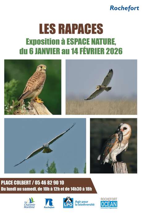Exposition : Les rapaces