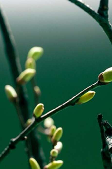 Atelier de préparation d'élixirs de bourgeons au Chalet d'Arvière