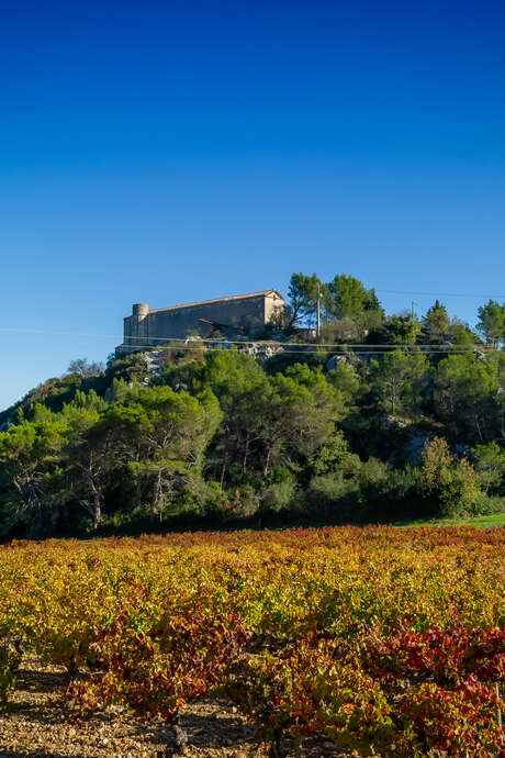 Vigne et vin : taille tôt, taille tard, rien ne vaut la taille de mars 