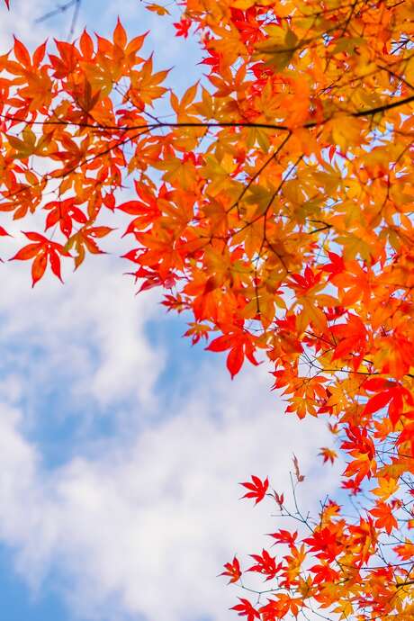 Balade nature : couleurs d'automne