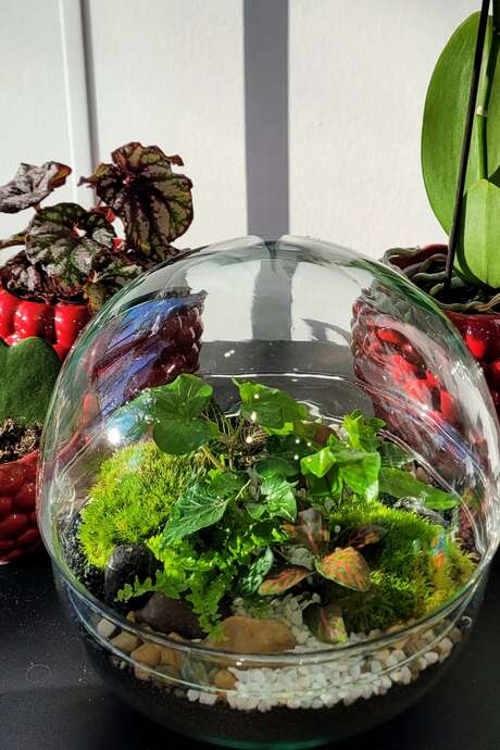 Atelier Terrarium