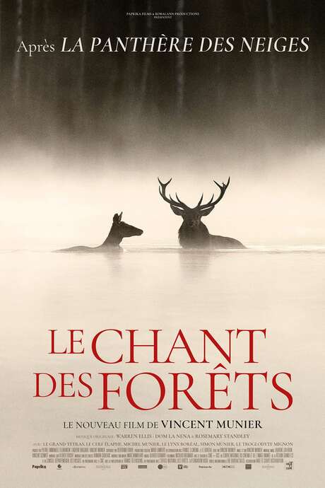 Mon jeudi cinéma - LE CHANT DES FORÊTS