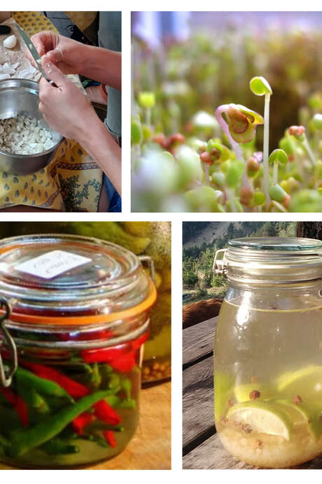Atelier : Faire ses graines germées et ses légumes lacto-fermentés, en pratique