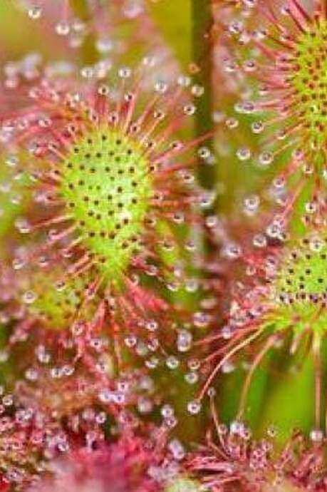 Fête de la nature au Marais de Lavours : Activité "incroyables plantes carnivores"