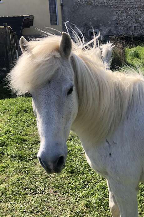 Animation poney parents-enfants