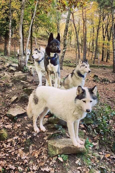 Offre d'été : Si les chiens m'étaient contés + Cani-balade