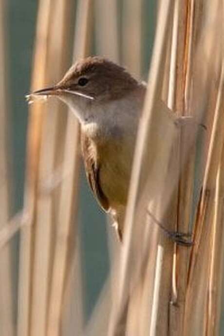 Initiation à l'ornithologie