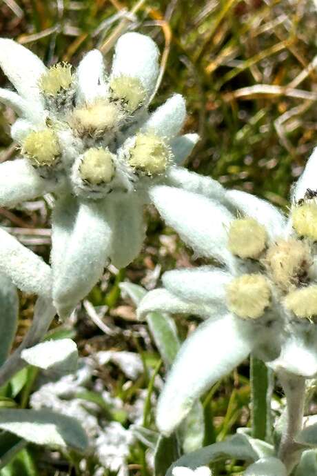 Passeggiata botanica e benessere zen