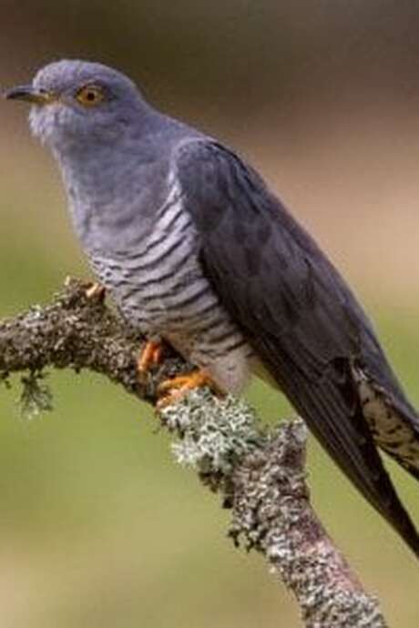 Atelier : Coucou où es-tu ? (6-12 ans) - Maison du Marais de Lavours