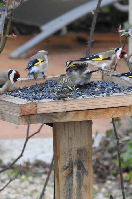 Dimanches aux jardins : À la découverte des oiseaux des jardins de la Chartreuse