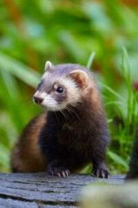 Un bandit dans le marais - Maison du Marais