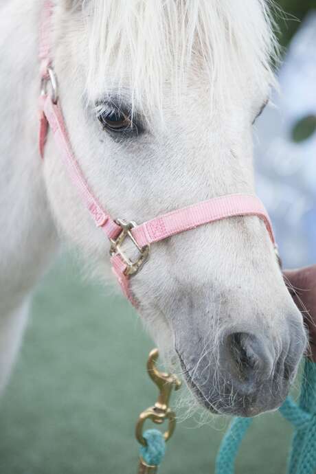 Spring Holiday Horse Riding Course – Arbignieu Equestrian Centre