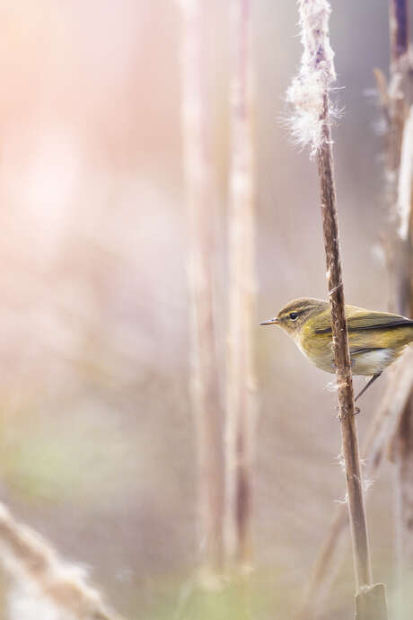 Exposition : Les oiseaux du marais