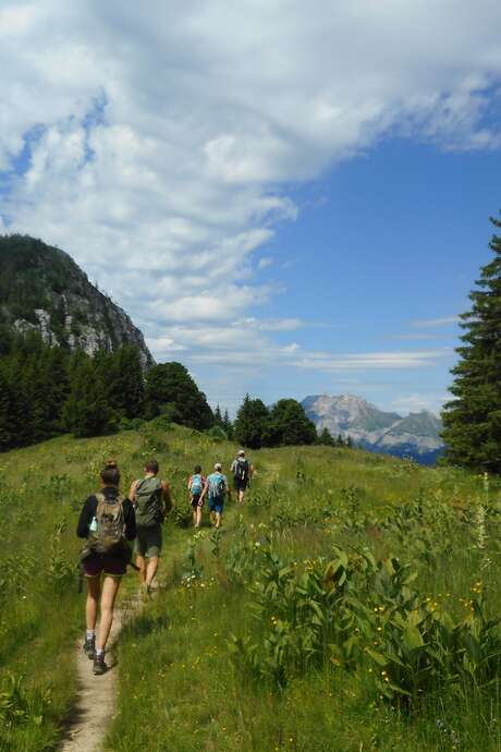 Stage plantes sauvages