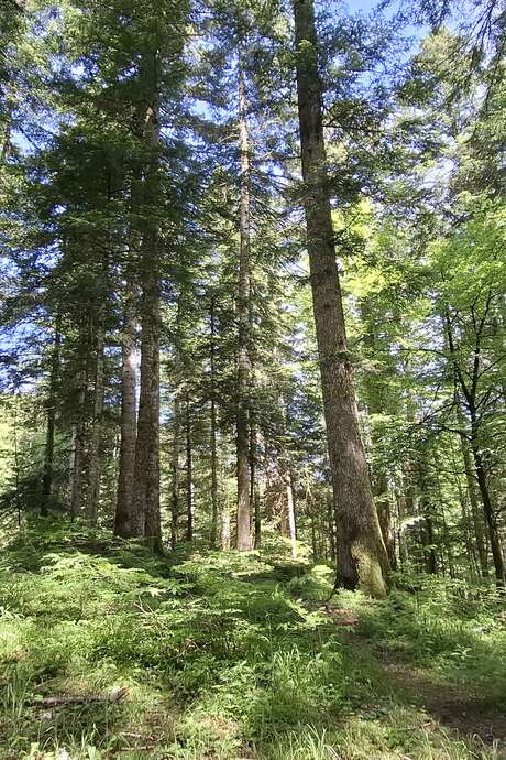 Vis ma vie de forestier