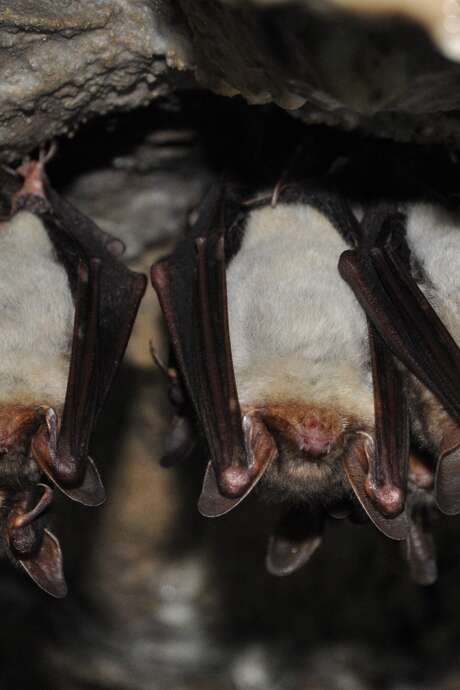 Nuit internationale de la chauve-souris aux grottes de la Balme