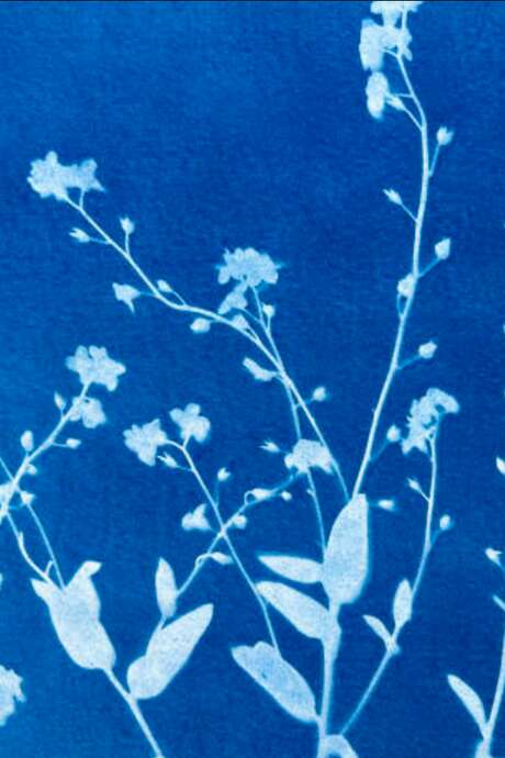 Atelier Cyanotypes