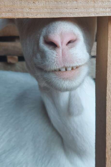 Visite d'une chèvrerie : O² Briquettes