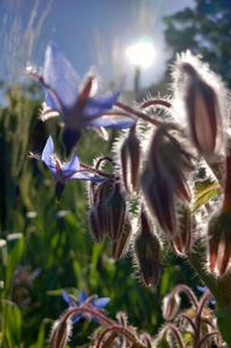 Rendez-vous aux Jardins