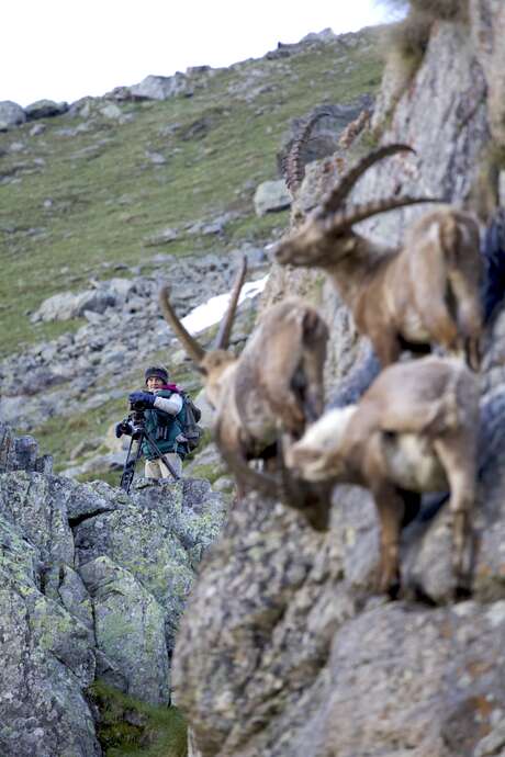 Masterclass "Cinéaste animalier de montagne"