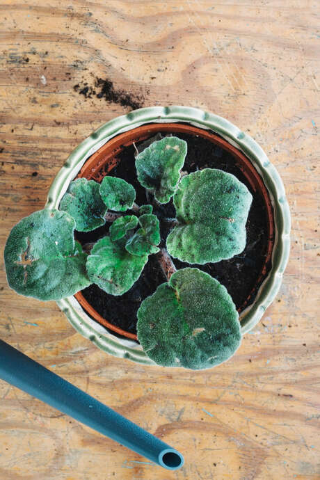 Plantes sauvages : de la cueillette à l’assiette