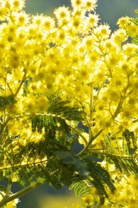 92nd Fête du Citron® - Mimosa Hiking Tour