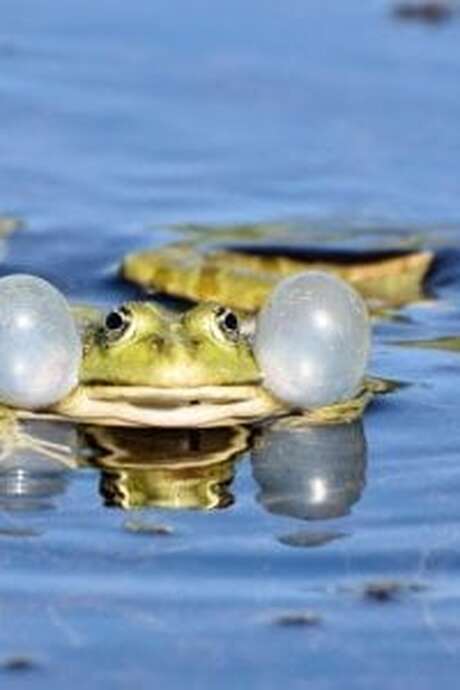Mercredis des marm'eau - C'est la fête à la grenouille ! (Parents-enfants de 3 à 5 ans) - Maison du Marais de Lavours