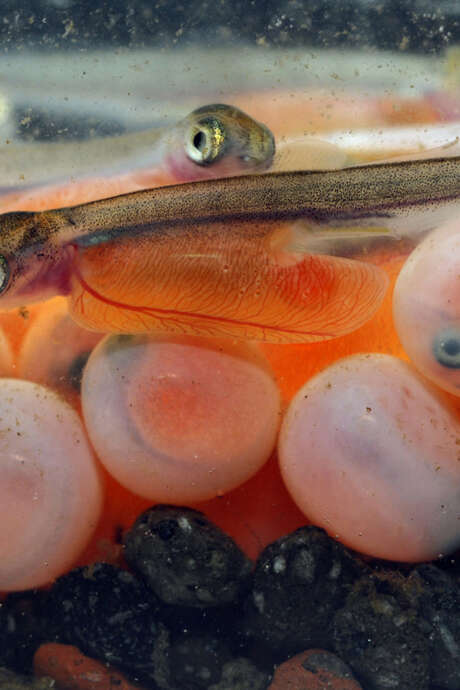 Les Coulisses des Écrins : La pisciculture fédérale