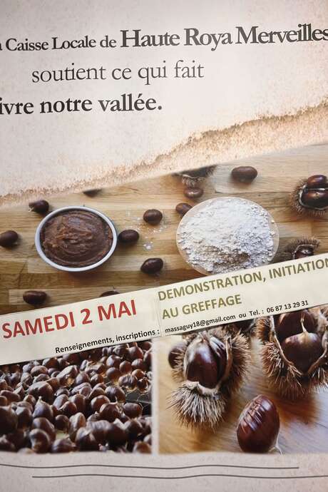 Demonstration und Einführung in die Veredelung von Kastanienbäumen