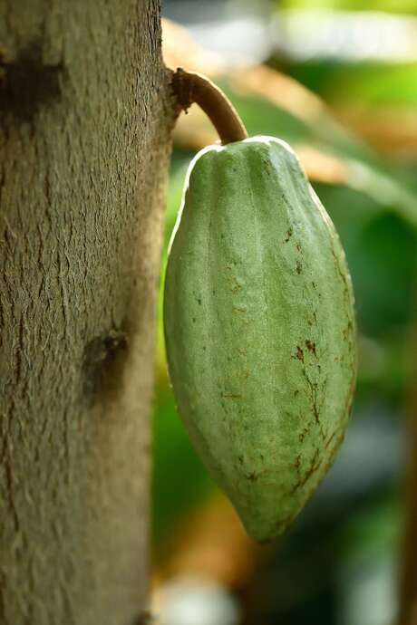 Animation flash "Le cacao et ses secrets" au Val Rahmeh