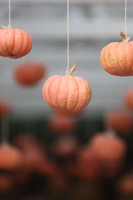 Atelier créatif "Supension d'automne" Atelier créatif "Supension d'automne"