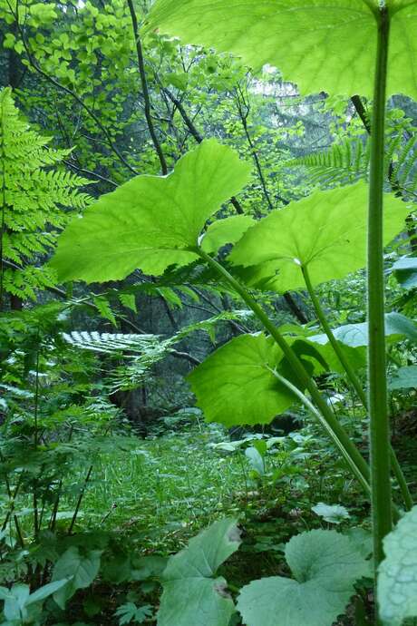 Conférence : Pour des forêts vivantes