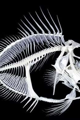 Découverte du métier d’Ostéologue