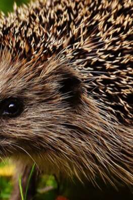 COMPLET - Activité enfant 4-7 ans : Sauve piqueux ! au Marais de Lavours