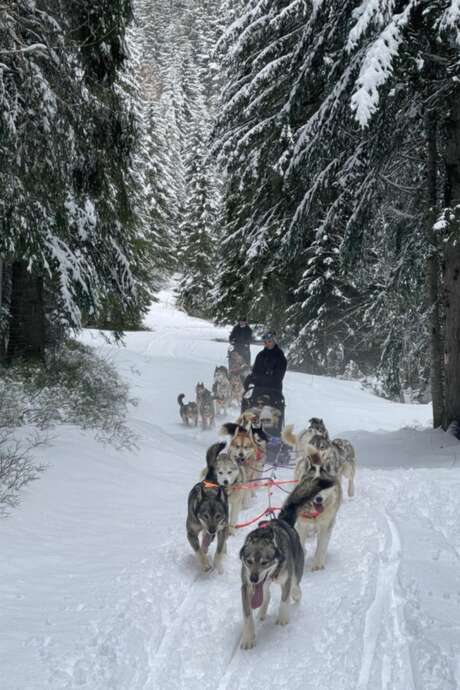Sylvotrophée chez les mushers – Une journée inédite en forêt de la Gornaz !