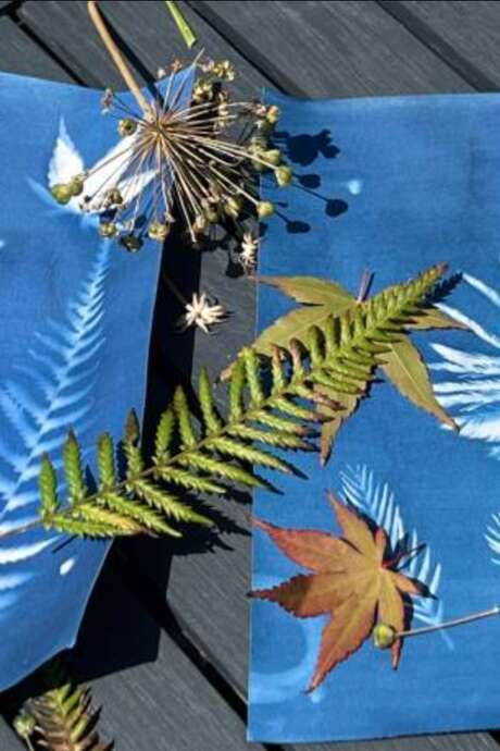 Atelier Cyanotypes