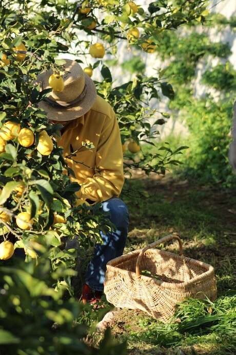 Visita non guidata del Domaine Gannac