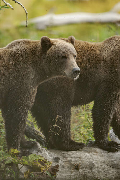 Exposition “KODIAK, l'île des grands ours” - Geoffrey Garcel - Festival Du Film Nature