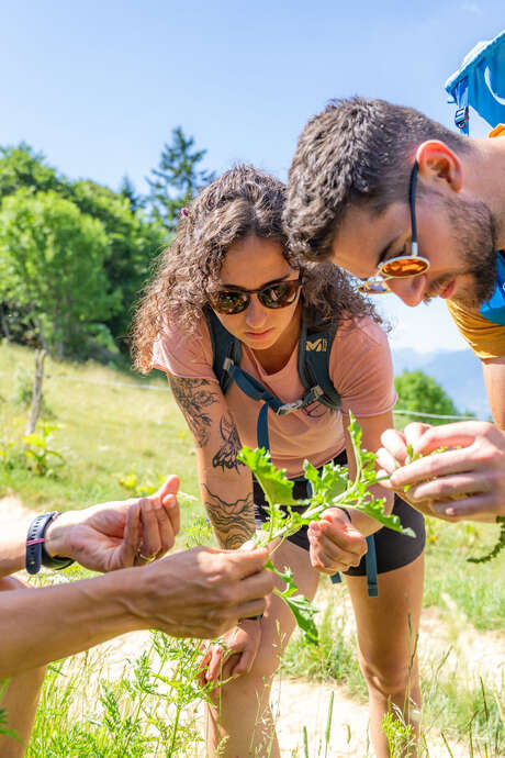 Stage d'herboristerie