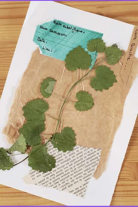 Atelier : L'herbier curieux