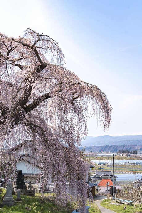Saint-Gervais sous les Sakuras