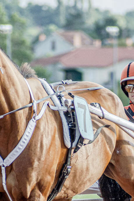 Courses de trot