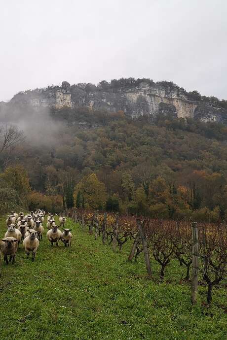 Les Pieds dans le Local®, spécial producteurs ! Visite d'exploitation : Cave Martin Barbaz