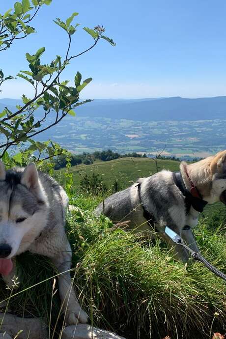 Cani-rando avec Symbiose