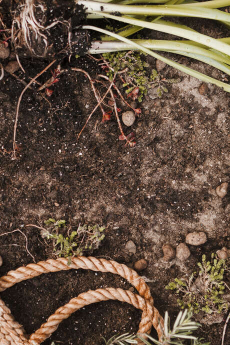 1er cours de permaculture : les vers de terre et leur rôle clé dans la santé des sols