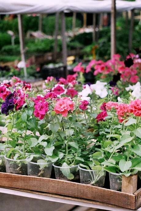 Flower Market Flower Market